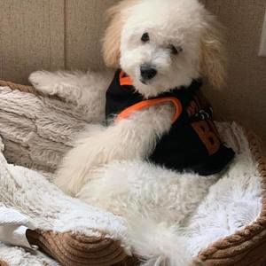 Meet your Posher, Jean charles